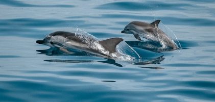 Northern Gannets & Dolphins – An unbelievable day